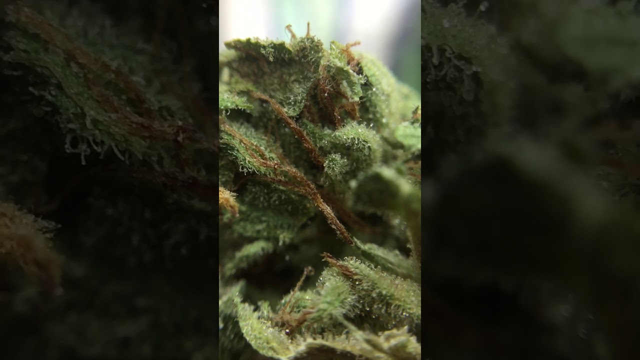 New Chocolope Close Up