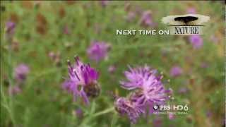 Nature: What Plants Talk About