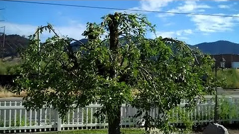 How to Prune a Pear tree