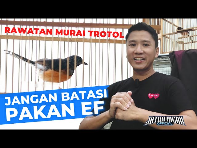 Perawatan Murai Batu Trotol - Roni Sarikat class=