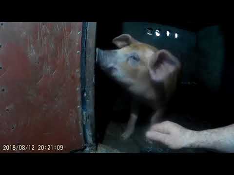 როდის არის კარგი ღორის შეჯვარება