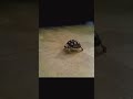 I found some old videos and photos of Otis when he was so tiny. #babysulcatatortoise #tortoise