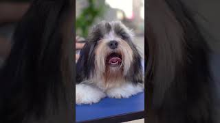 transformation of a Lhasa apso with baby grooming!!