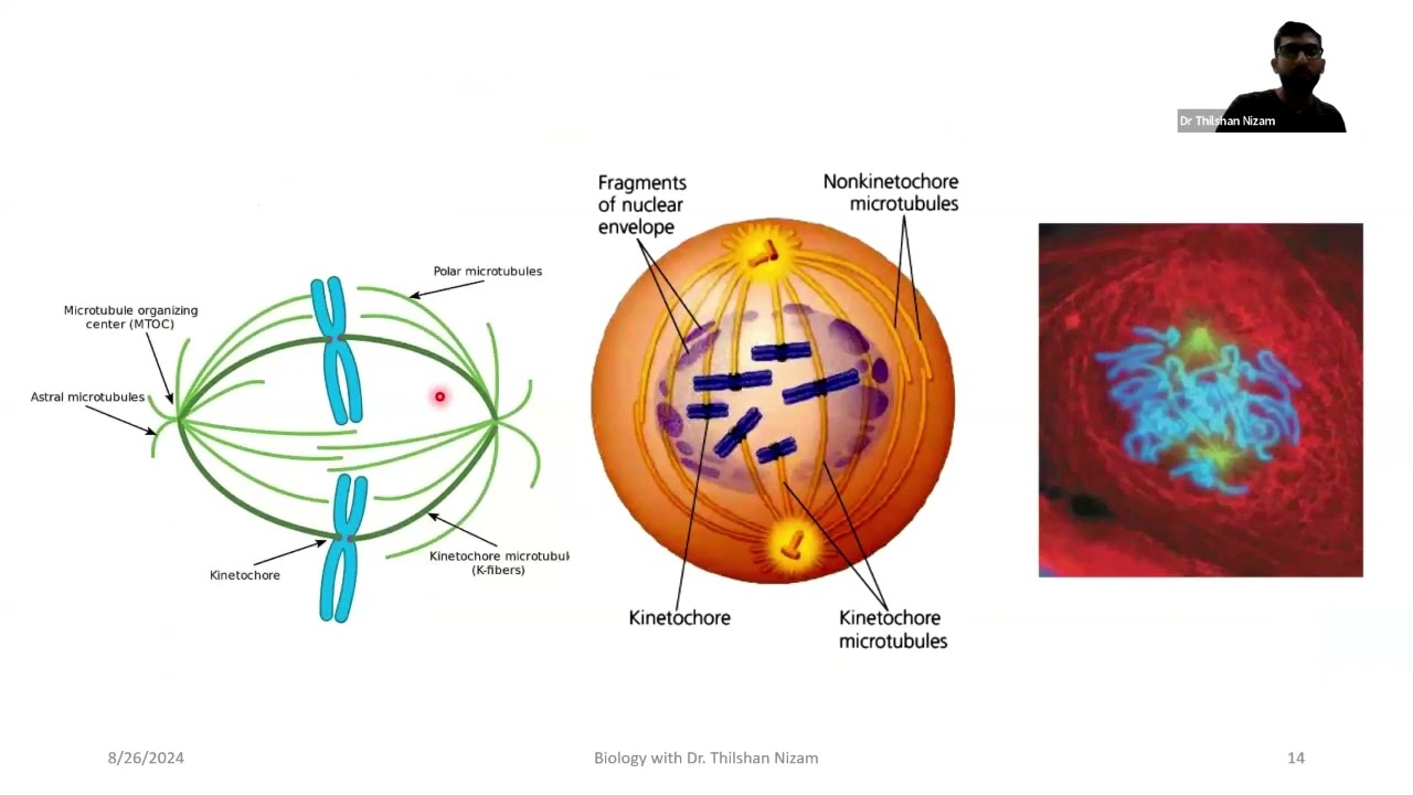 Mitosis by Dr Thilshan Nizam