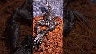 Laos forest scorpion (Heterometrus laoticus)