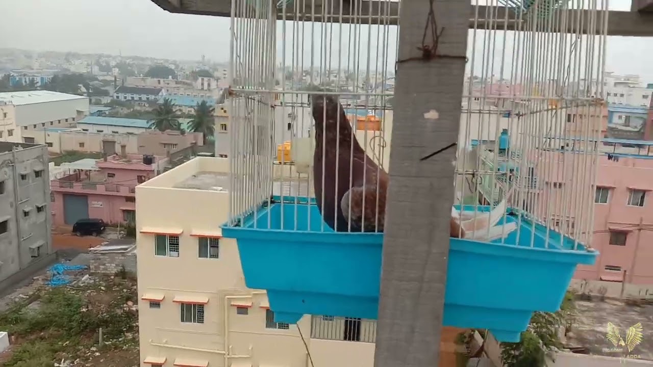 How to train pigeons to come back home in kannada