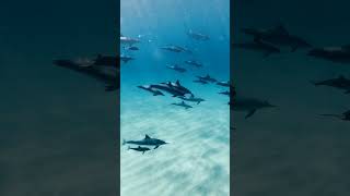 DOLPHINS - BILLY BRAGG Dolphins Indie Folk Rock Song