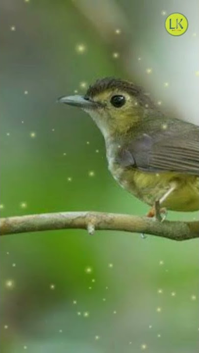 Gacoran Burung Brinji Rambut Tunggir . . .