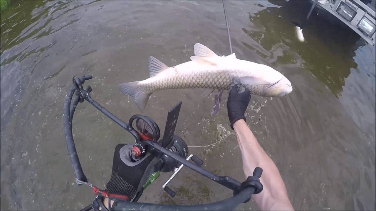 Bowfishing Grass Carp with the Bad Ass Slingshot 