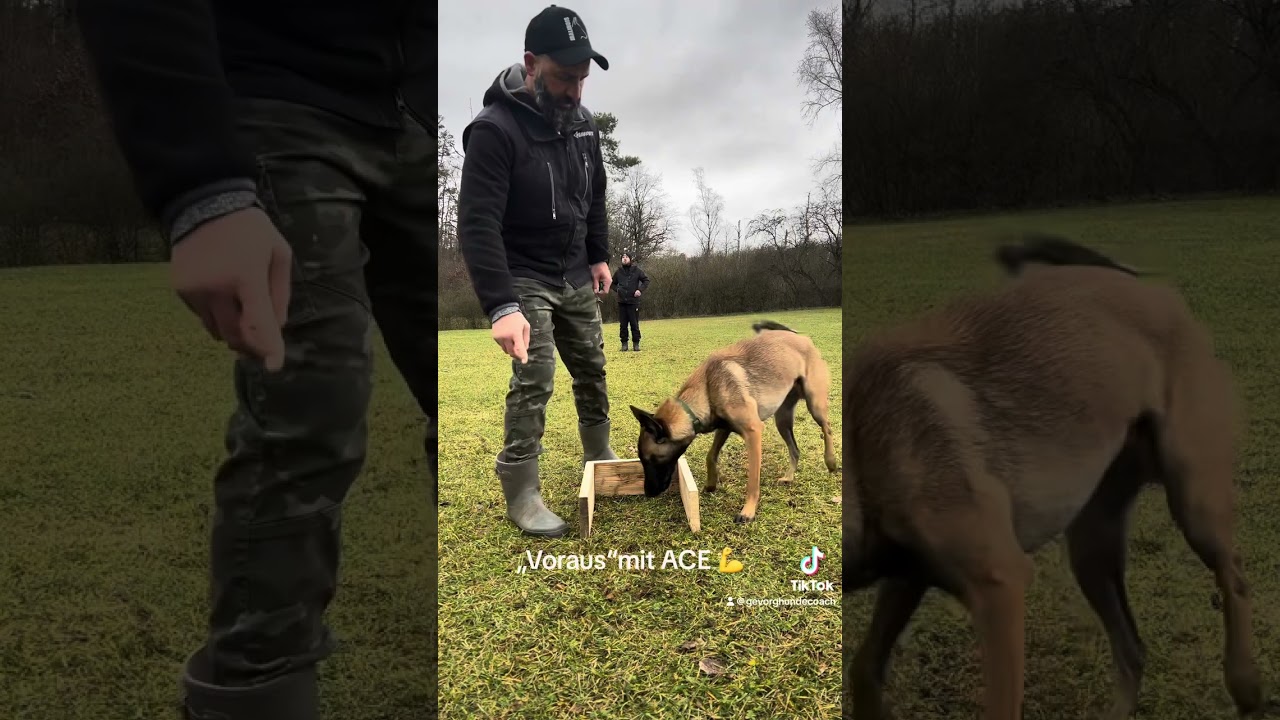 „Voraus“ mit Ace 👌#malinois #maligator #hundeausbildung #hundetrainer #hundeliebe #hundesport