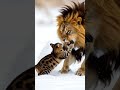lion and cat fight #fun #fry #funny #animals #lion #cat #viral #shorts #sabcribe