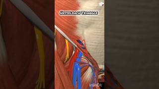 Anatomy of the Abdomen: Hesselbach's Triangle
