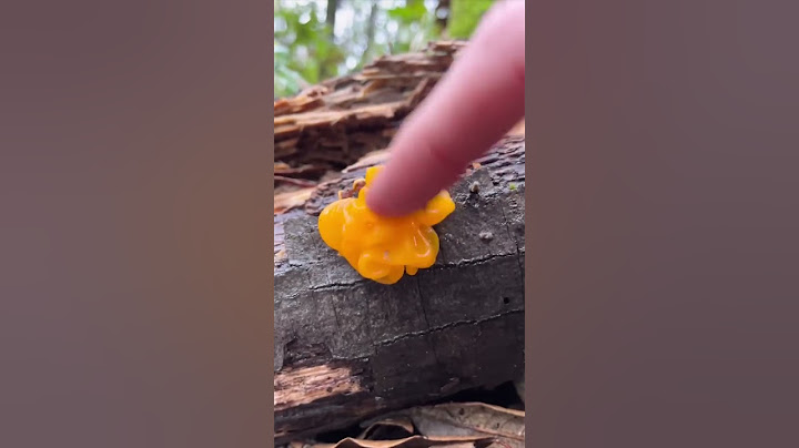 🍄 Hongo parásito de hongos