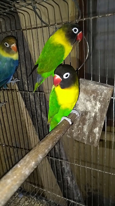 black #lovebirds #birds #birdsavairy #africanlovebirds #parrot #pets #animals #birdlovers #aviary