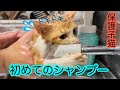 【保護猫】保護した子猫をお風呂にいれてみた