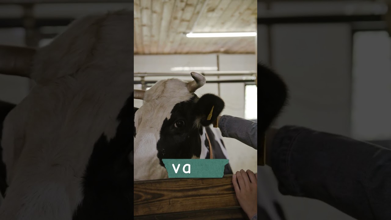 Miniatura de ¿Como se escribe Vaca? 🐄 Aprende con la letra V