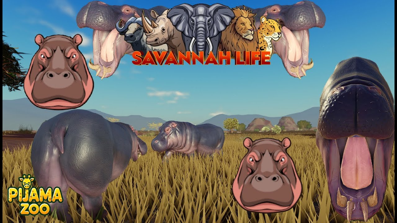 Savannah Life. Jogando de Hipopótamo 34#.