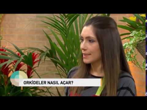 Orkide (Orchidaceae) Bakımı, Sulaması, Budaması Nasıl Yapılır ? How To Care Orchids? (ENGLİSH CC)