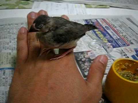 Java sparrow refusing to give up his seat