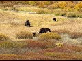 3 Wolves and 2 Grizzly on a carcass in Yellowstone
