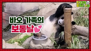 (SUB) Panda Sleeping In The Most Unique Pose Around The World│Panda Family🐼