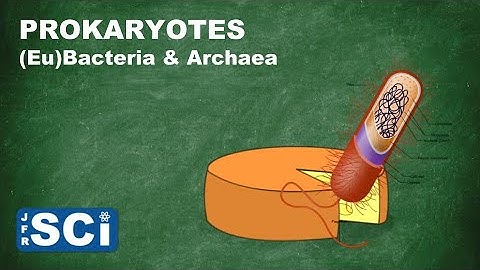 Prokaryotes: (Eu)Bacteria and Archaea