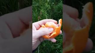 uk guerilla grow update 2022