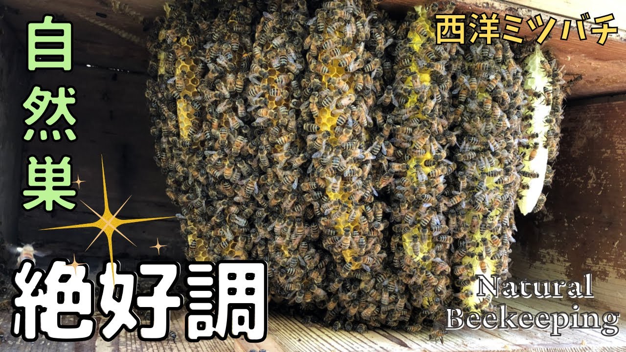 癒しの自然巣😆💕ぐんと大きくなった🎊【西洋ミツバチ】桐タンス群
