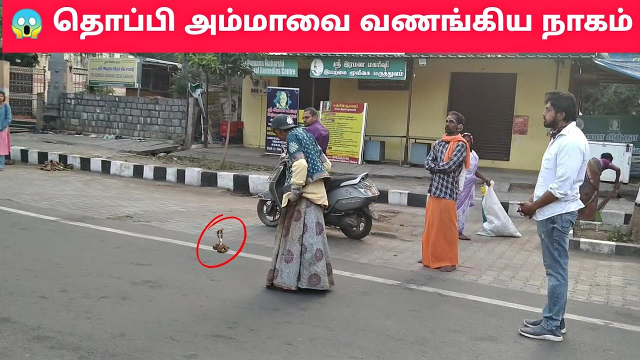 🐍 தொப்பி அம்மாவை வணங்கிய நாகம் திருவண்ணாமலை 🙏🏻 | డ్రాగన్ టోపీ తల్లిని పూజించింది | Thoppi Amma Tvm