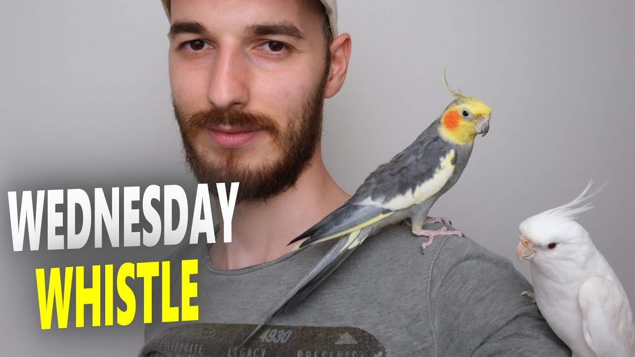 Cockatiel Bird Singing Training WEDNESDAY WHISTLING YouTube