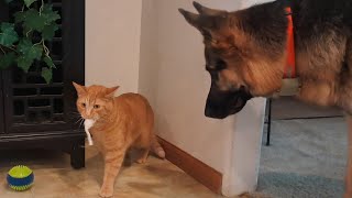 Pest control