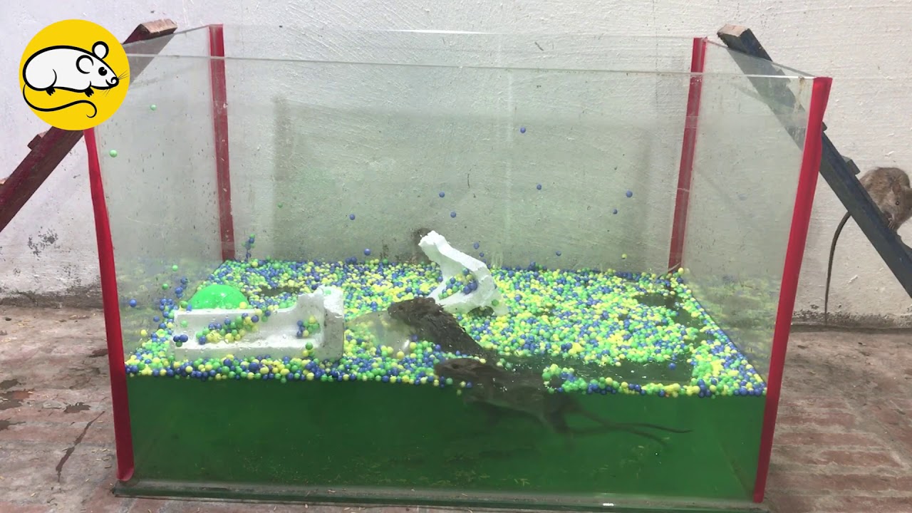 mousetrap with a bucket of water and styrofoam