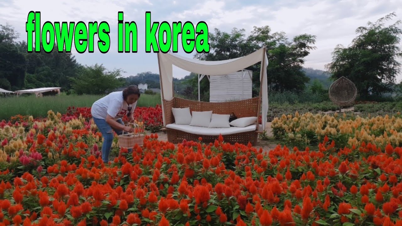 Beautiful flowers that can be seen in koreakoreanflowers YouTube
