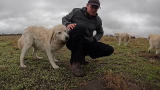 Optimising Fodder Options In Mixed Farming Systems - Nick Kelly