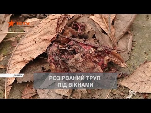 У Дніпрі чоловіка розірвало на шматки від вибуху гранати