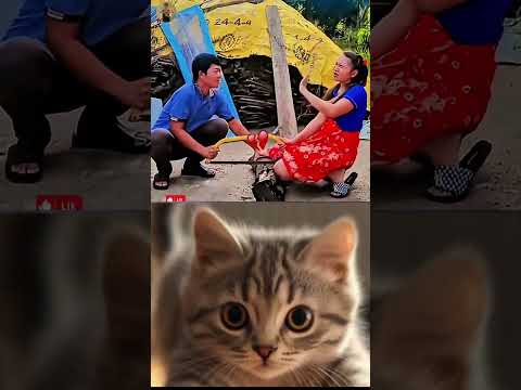 How Come Cat Meme Funny Trending Viral 