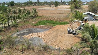 Excellent Processing Start To Finsh 100% Land fill up the pond By D20P And 5Ton Truck