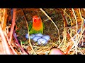 African Love Birds Made Amazining Nest Under Breeding Box