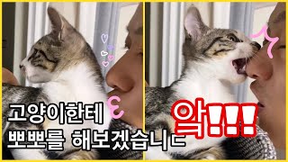 귀여운 고양이한테 뽀뽀 해보겠습니ㄷ앜!!!!!! 고양이 뽀뽀 리액션 😽💋 by 소블리 SOHOLOG 2,895 views 3 years ago 9 minutes, 38 seconds