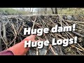 Very strong Beavers are living here! DAM REMOVAL!