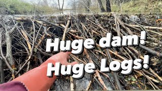 Very strong Beavers are living here! DAM REMOVAL!