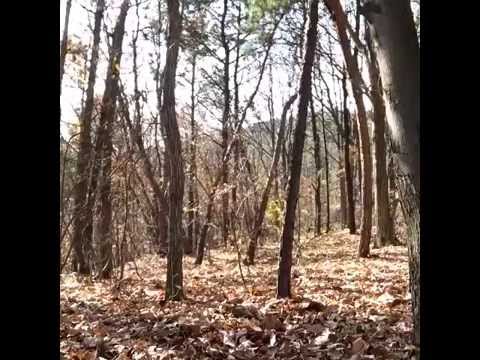 Terrific footage of ghosts in the woods!