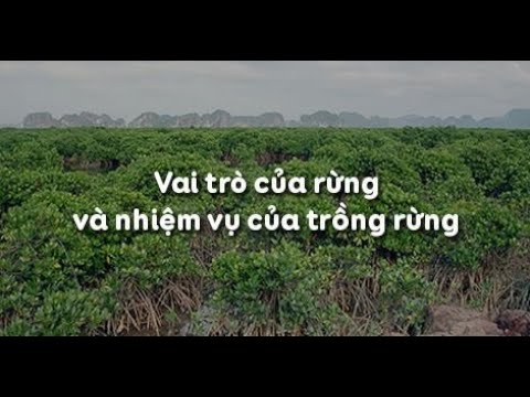 Video: Rừng là gì?