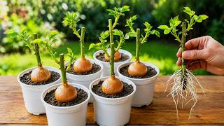 Rose cuttings grown in onion bulbs! Roots grow quickly in just 10 days?