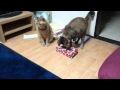 猫の簡単、おもちゃ。作ってみた。　cat's easy hobby.