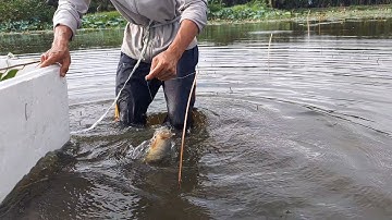 Câu Cá , 5h Lội Ra Giữa Đồng Ruộng Cắm Câu Bắt Cá Nướng Ăn Tại Chỗ