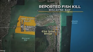 Full Officials investigating cause of fish kill reported in Biscayne Bay Guide