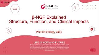Β-Ngf Explained Structure, Function, And Clinical Impacts