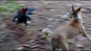 dog and cock fight each other