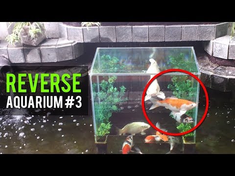 Pelihara Ikan Koi Lokal di Akuarium dan di Kolam yang 